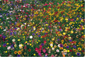 Wildflower Seed Mix Bulk 1 lb for Gardens and Pollinator Habitats, Covers 4000 sq ft, Non-GMO, Drought-Resistant, Attracts Bees & Butterflies