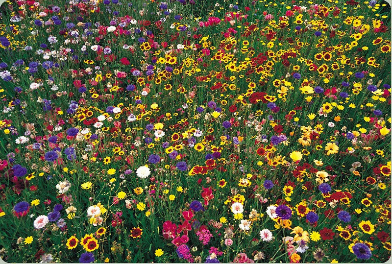 Wildflower Seed Mix Bulk 1 lb for Gardens and Pollinator Habitats, Covers 4000 sq ft, Non-GMO, Drought-Resistant, Attracts Bees & Butterflies