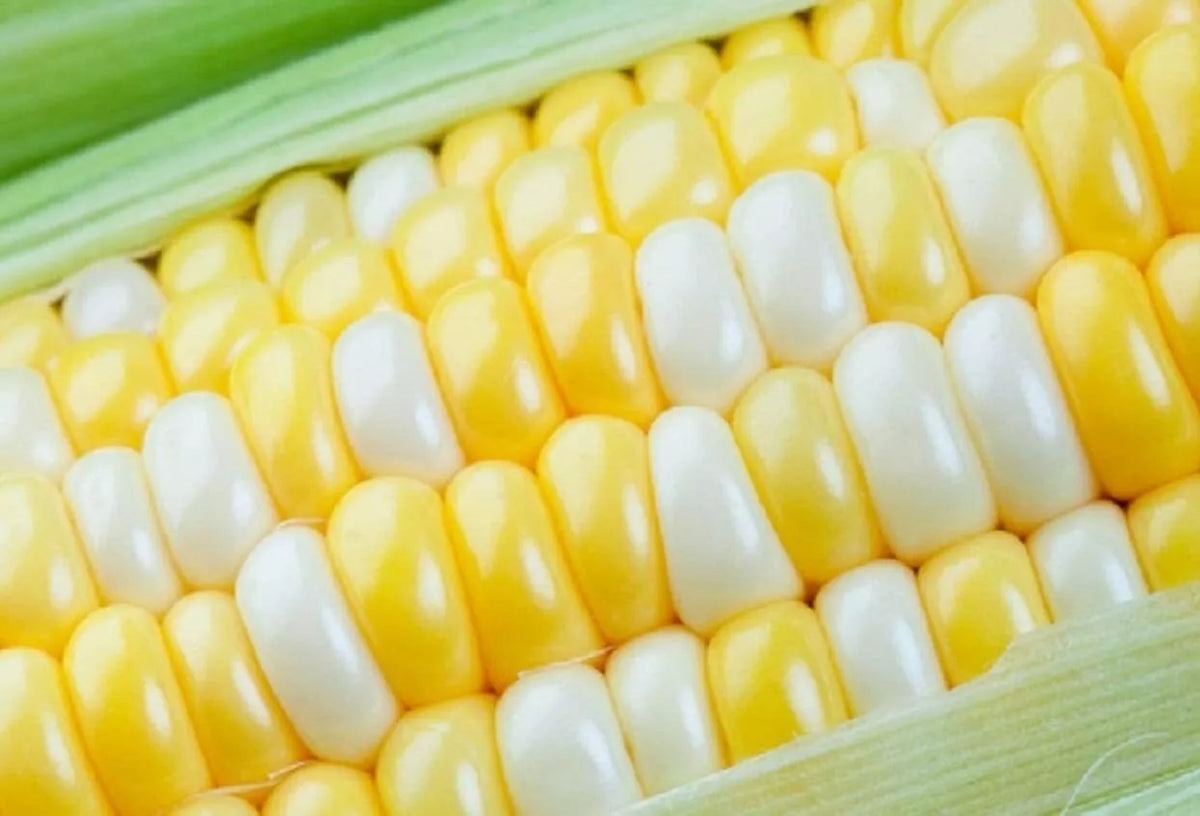 Ambrosia Sweet Corn Seeds - 250 Count Heirloom Zea mays for Fresh Eating, Canning & Freezing