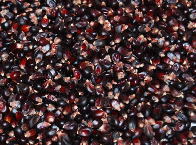 Dakota Black Popcorn Seeds - Heirloom Zea mays everta, Non-GMO, Fresh Popcorn Seed Pack, Black Kernels, Easy to Grow, Free Shipping