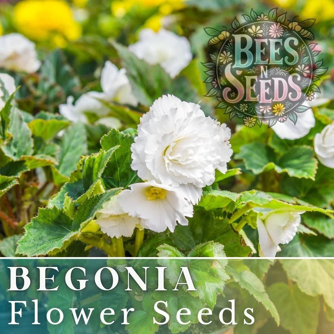 Begonia Seeds - Alabaster Charisma Flower Seeds - Non-GMO, Compact, White & Pink Blooms - Begonia x tuberhybrida