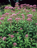 Joe Pye Weed Perennial Plant Bare-Root - Eupatorium purpureum, Pink to Purple Flowers, Attracts Pollinators