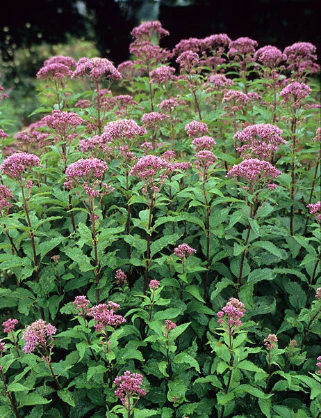 Joe Pye Weed Perennial Plant Bare-Root - Eupatorium purpureum, Pink to Purple Flowers, Attracts Pollinators