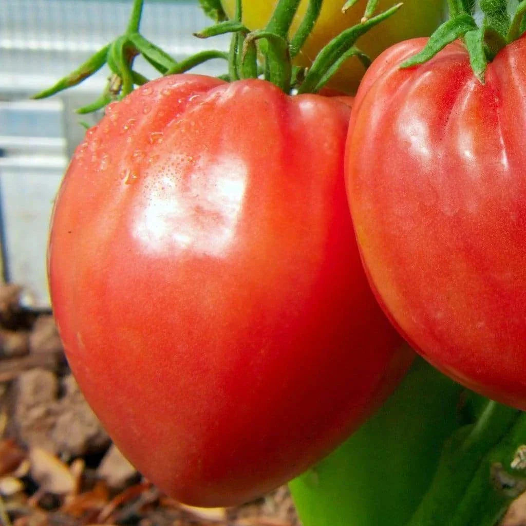 Pink Oxheart Tomato Seeds - Large Heirloom Non-GMO Organic Solanum lycopersicum