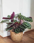 Rose Painted Calathea Seeds – Indoor/Outdoor Tropical Plant – Calathea roseopicta – Vibrant Foliage Seeds for Garden and Houseplants