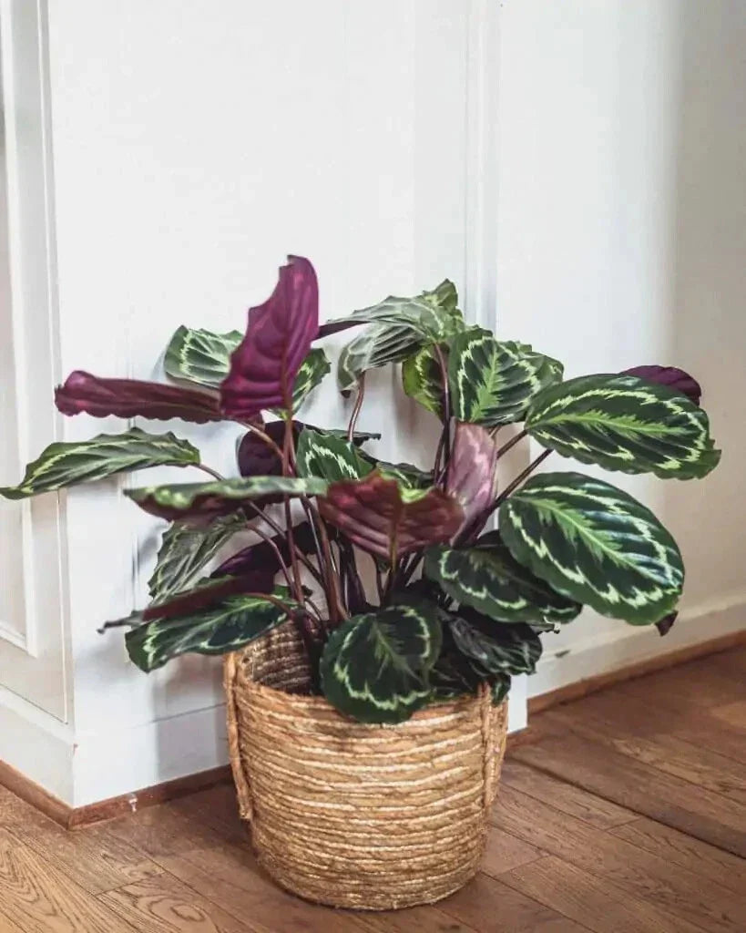 Rose Painted Calathea Seeds – Indoor/Outdoor Tropical Plant – Calathea roseopicta – Vibrant Foliage Seeds for Garden and Houseplants
