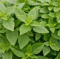 Dwarf Greek Basil Seeds 600+ | Annual Herb for Culinary Use | Ocimum basilicum 'Dwarf Greek' | Pot & Garden Plant