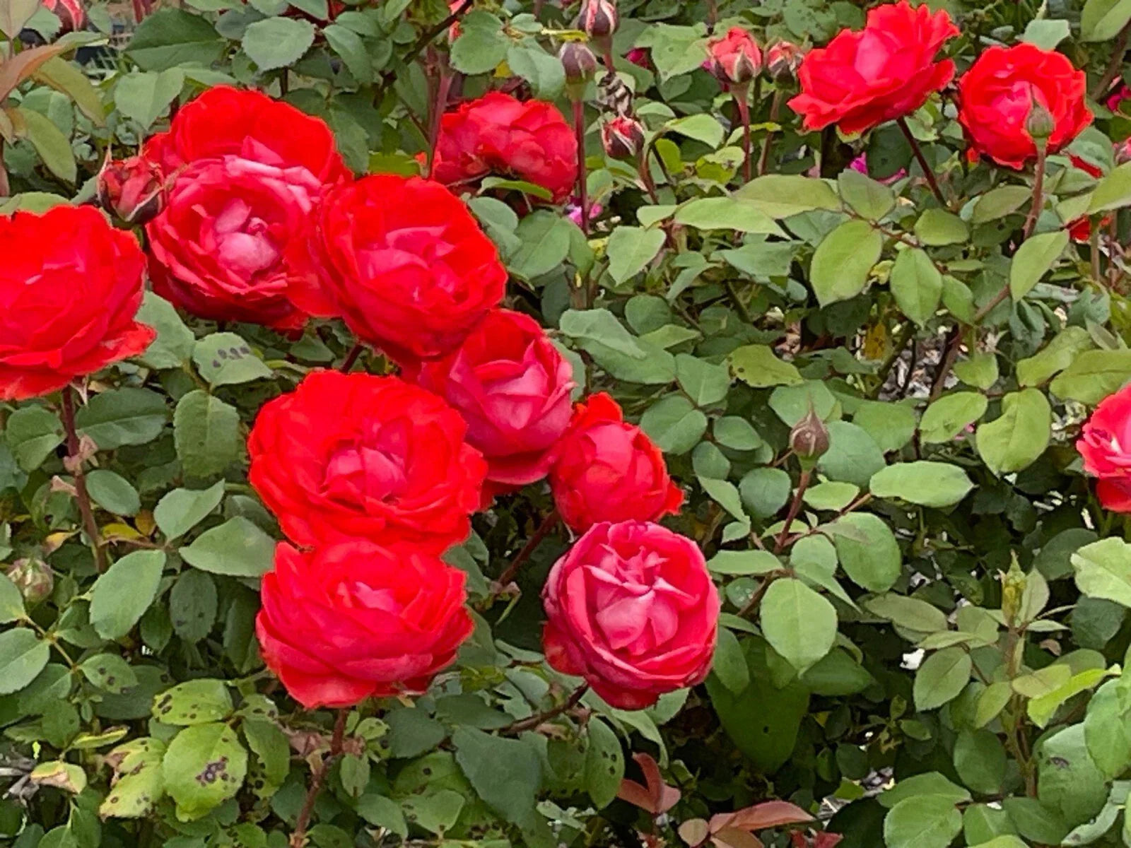 True Passion Rose Cuttings - 4 Fiery Blooms Rosa 'True Passion' for Garden & Floral Use