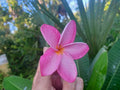 Plumeria Cuttings - Single Tip 8-10 Inches - Colorful Flowering Variety - Plumeria spp.