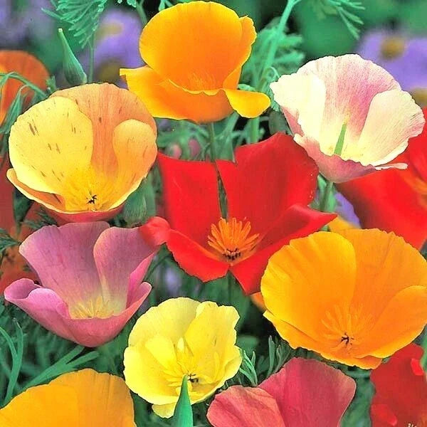 California Poppy Wildflower Seeds - Mix, 501+ Native Eschscholzia californica for Garden, Patio & Containers