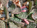 Large Cold Weather Prickly Pear Cactus Pads - Opuntia spp. - 6 to 10 Inches - Pack of 3