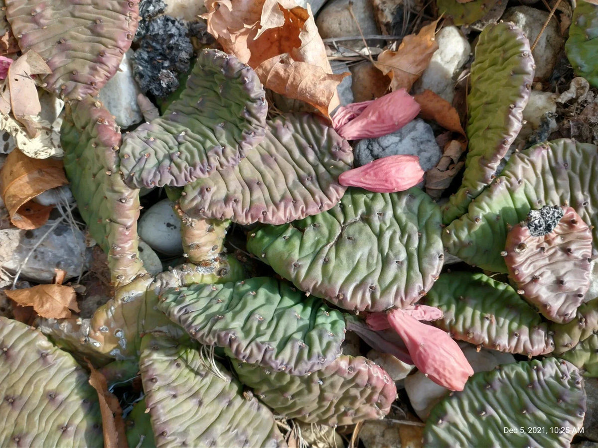 Large Cold Weather Prickly Pear Cactus Pads - Opuntia spp. - 6 to 10 Inches - Pack of 3