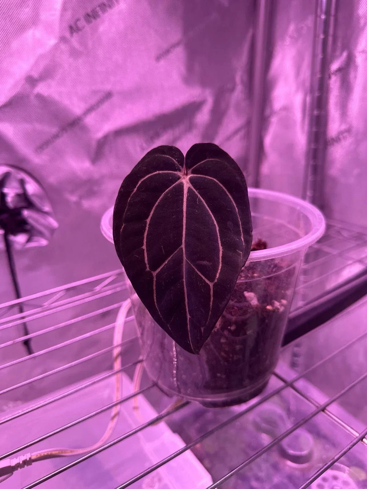 Anthurium Carlablackiae 1 Leaf Cutting Live Plant | Rare Tropical Indoor Houseplant