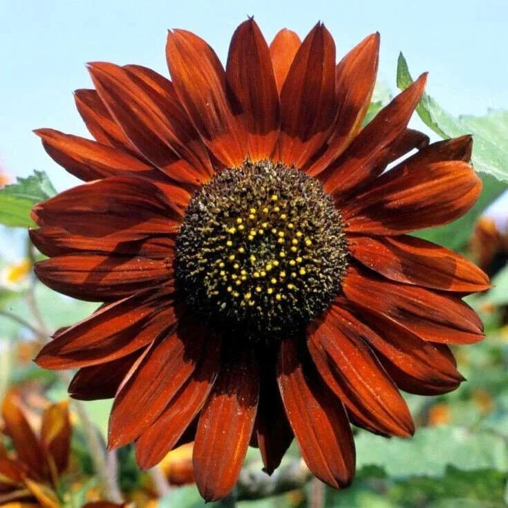 Velvet Queen Sunflower Seeds - Non-GMO Wildflower Seeds for Garden - Helianthus annuus, Deep Burgundy Blooms, Pollinator Attractant