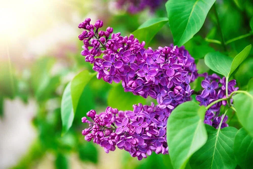 Purple Lilac Seeds - 50 Pack Syringa vulgaris for Fragrant Garden Flowers