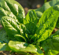 Spinach Seeds - Bloomsdale Long Standing Non-GMO 200 Seeds, Cool Weather Spinacia oleracea, Fast-Growing Leafy Greens for Gardens