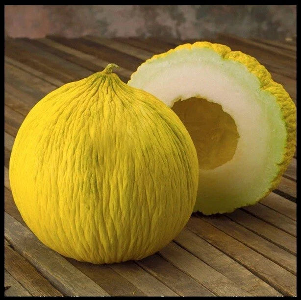 Casaba Melon Seeds - 200 Count Heirloom Non-GMO Cucumis melo var. inodorus Bulk for Home Garden and Farming
