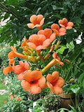 Creeper Vine Seeds 25 Pack Orange Hummingbird Trumpet Campsis radicans Climbing Flower