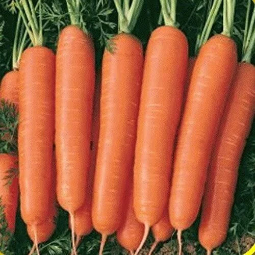 Scarlet Nantes Carrot Seeds | Heirloom Non-GMO Organic Daucus carota Vegetable Seeds for Home Garden