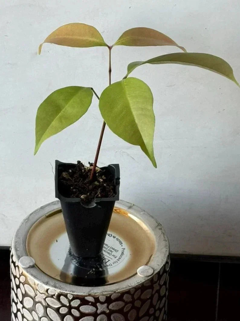 Live Emperor Lychee Plant - Tropical Fruit Tree (Nephelium lappaceum) - No State Restrictions