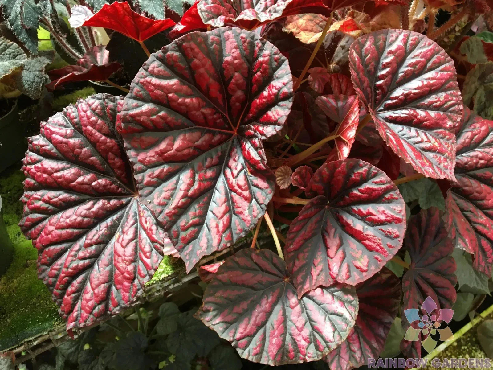 Rhizomatous Begonia Seeds, 25+ Pack, Vibrant Foliage & Blooms, Begonia spp., Indoor & Outdoor Garden Planting