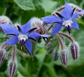 Borage Seeds 50+ Herb Flower for Culinary Garnishes, Salads, Teas - Borago officinalis