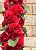 Hollyhock Seeds - Chater's Double Red - Non-GMO Biennial Flower Packets - Alcea rosea