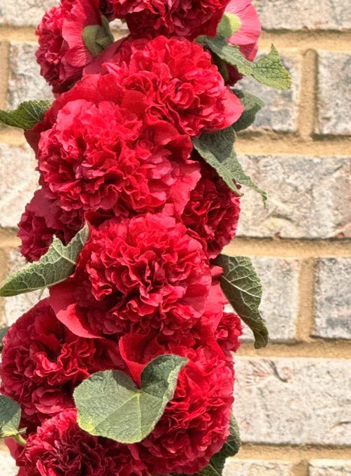 Hollyhock Seeds - Chater's Double Red - Non-GMO Biennial Flower Packets - Alcea rosea