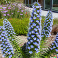 Pride of Madeira Seeds - 50 Purple Echium fastuosum Flower Seeds for Garden, Drought-Tolerant, Pollinator Attracting, Full Sun