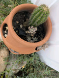 Live Torch Cactus Cuttings 1-3in Echinopsis Spachiana Succulent Plant for Indoor & Outdoor Gardening