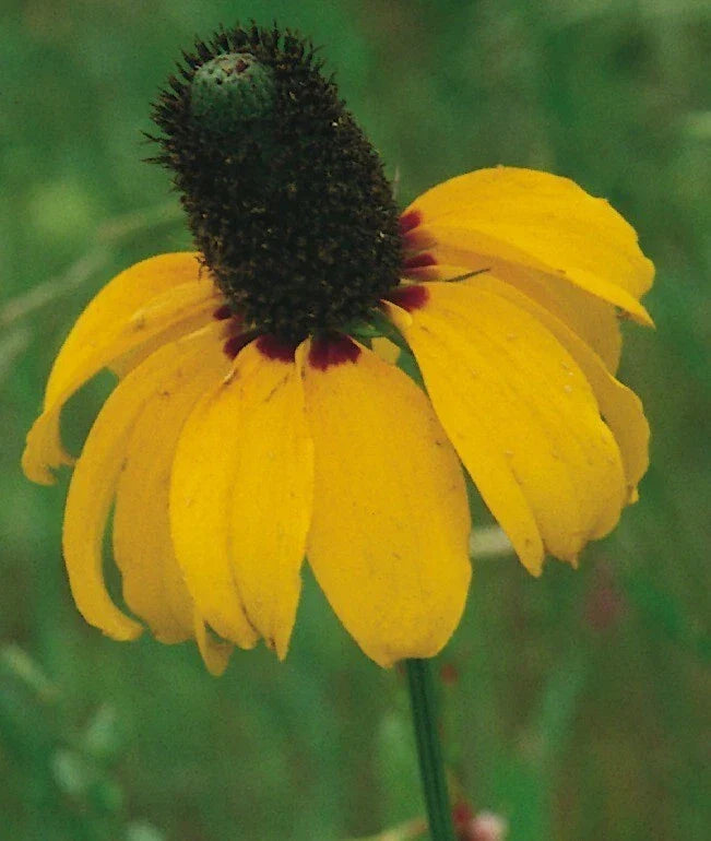 Prairie Coneflower Seeds - Organic Pack with 200+ Ratibida columnifera Wildflower Seeds for Garden, Pollinator & Butterfly Attraction