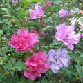 Mixed Rose of Sharon Hibiscus Live Plants, 2.5-Inch Pots, Hibiscus syriacus, Various Colors, Butterfly Attracting Perennials