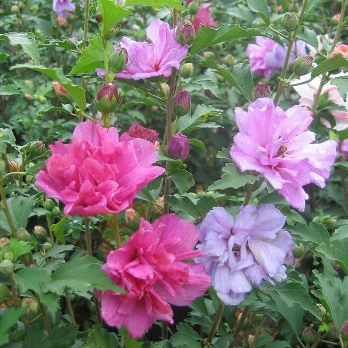 Mixed Rose of Sharon Hibiscus Live Plants, 2.5-Inch Pots, Hibiscus syriacus, Various Colors, Butterfly Attracting Perennials