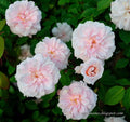 Cecile Brunner Rose Cuttings 15 Premium Plant Clippings for Bushes Rosa 'Cecile Brunner' Vintage Pink Fragrant
