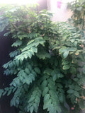 Unrooted Herb Cuttings - 8" Katuk Sauropus androgynus Organic Grown for Culinary Use