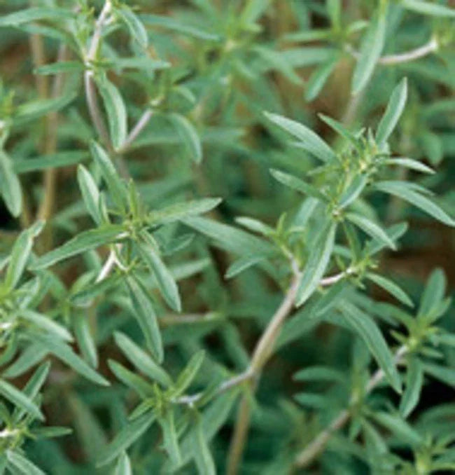 Summer Savory Herb Seeds - 800+ Satureja hortensis Culinary Seeds for Cooking & Gardening