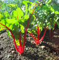 Ruby Red Swiss Chard Seeds 50 Ct Heirloom Non-GMO Vegetable Garden Beta vulgaris subsp. cicla