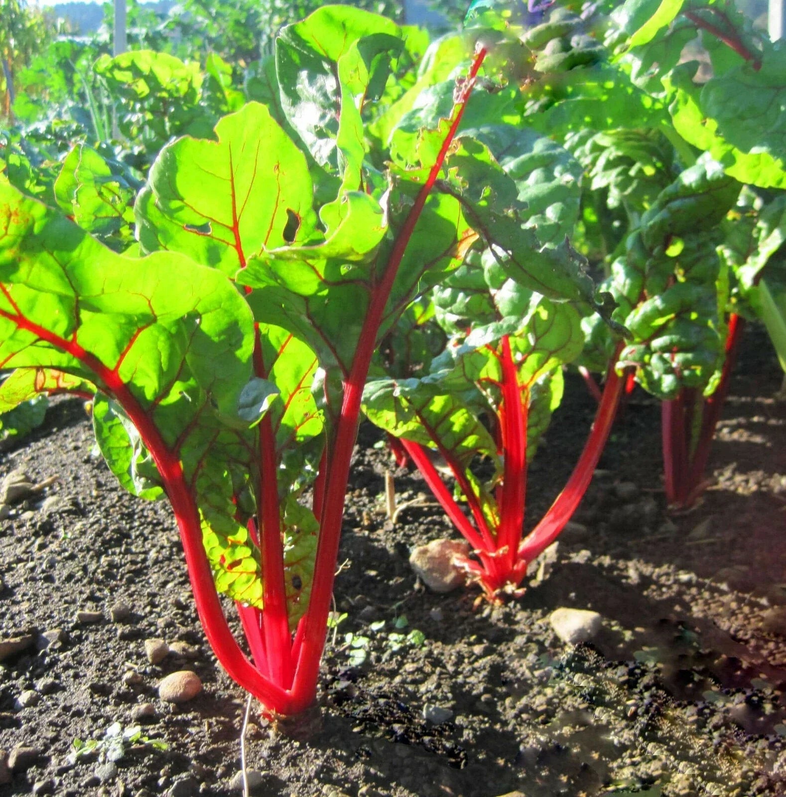 Ruby Red Swiss Chard Seeds 50 Ct Heirloom Non-GMO Vegetable Garden Beta vulgaris subsp. cicla