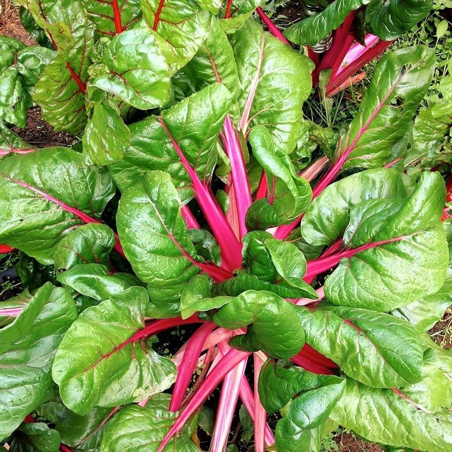 Pink Lipstick Swiss Chard Seeds 100 Ct - Heirloom, Non-GMO Vegetable Garden Seeds for Planting, Beta vulgaris var. cicla