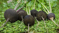 Round Black Spanish Radish Seeds - 500+ Pack for Gardening, Raphanus sativus, Fast-Growing, Non-GMO, Perfect for Salads & Garnishes