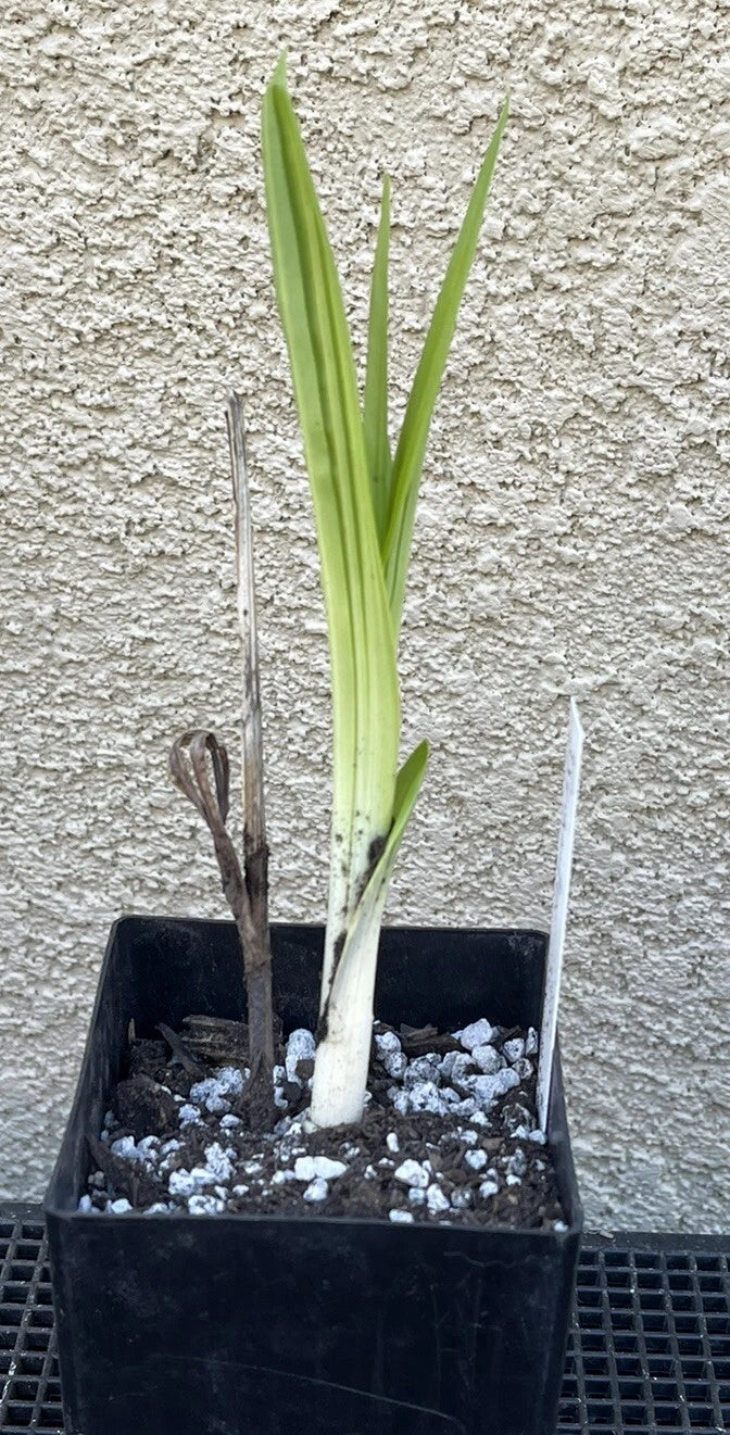 Bletilla striata x formosana 'Yokohama Kate' Bare Root Orchid Plant, Hardy Perennial, Purple Flowers, Clump-Forming