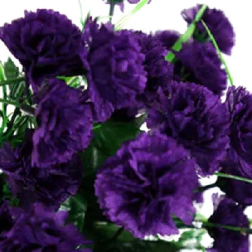 Dark Purple Carnation Seeds - 100 Perennial Dianthus caryophyllus Flower Seeds for Garden Planting