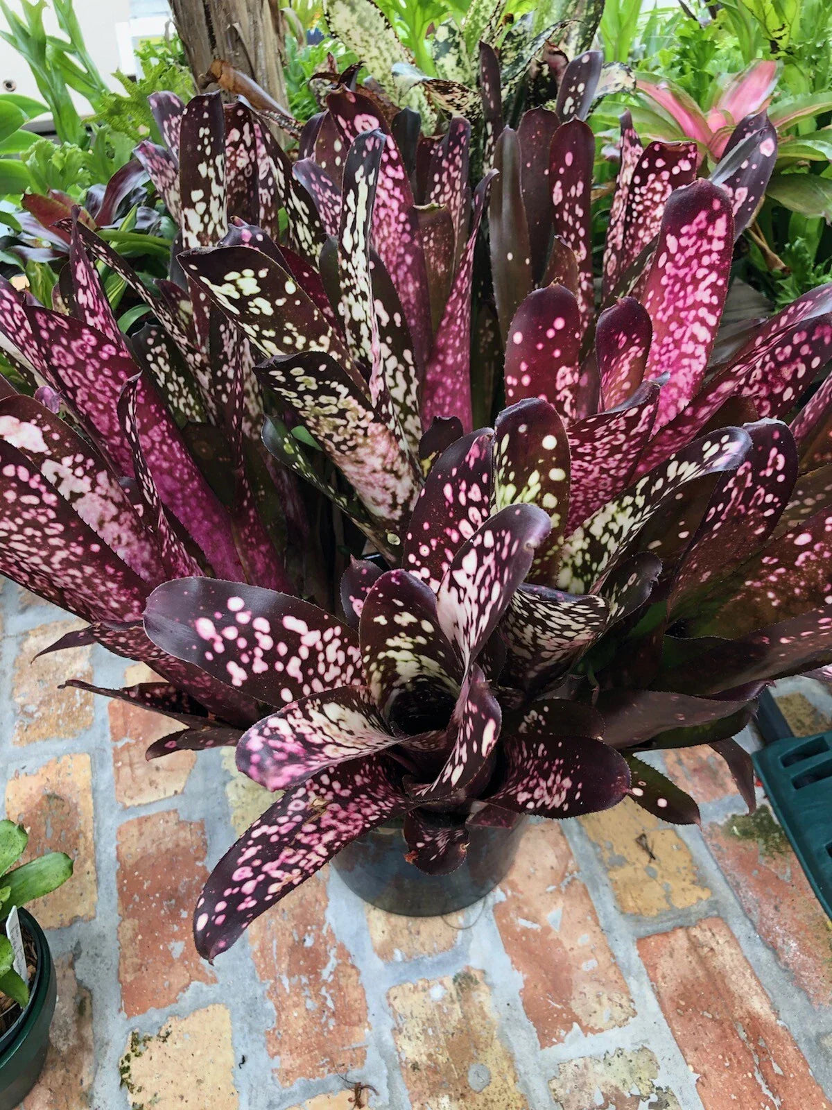Billbergia Hallelujah Bromeliad Plant - Tropical Indoor Houseplant with Colorful Foliage