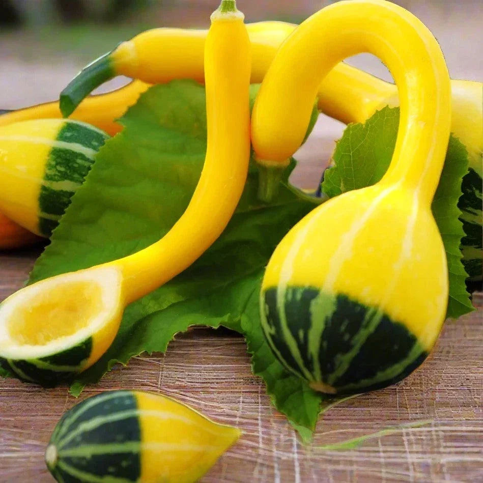 Small Spoon Ornamental Gourd Seeds - Bicolor Yellow Green - Cucurbita pepo - Decorative Fall Garden Planting