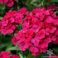 Jolt Cherry Carnation Seeds - 200+ Dianthus caryophyllus Garden Flower Seeds for Borders & Containers
