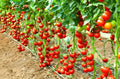 Early Cascade Tomato Seeds - Heirloom Organic Non-GMO, 120+ Seeds, Juicy, Early Maturing, Solanum lycopersicum, Container & Garden