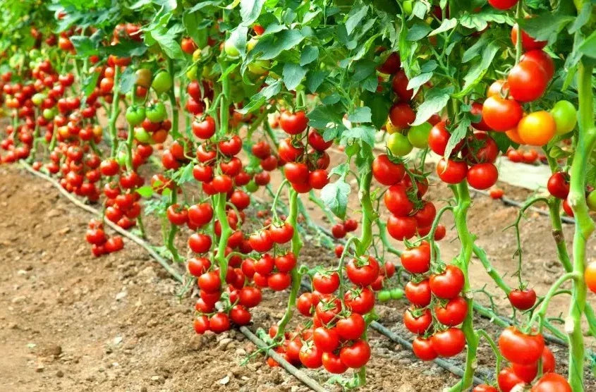 Early Cascade Tomato Seeds - Heirloom Organic Non-GMO, 120+ Seeds, Juicy, Early Maturing, Solanum lycopersicum, Container & Garden