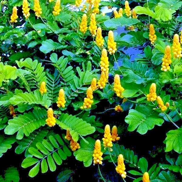 Candle Bush Seeds - Cassia Alata - Butterfly Attracting Flowers - Senna Tree Plant - 20 Pack