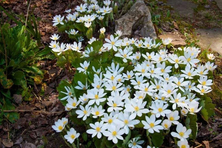 Bloodroot Plant - Bare Root Perennial - White Flowers - Sanguinaria canadensis - Native Eastern Wildflower