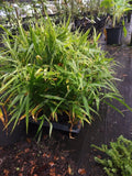Ginger Live Plant - Edible Culinary Root - Zingiber officinale - Indoor/Outdoor Herbaceous Perennial